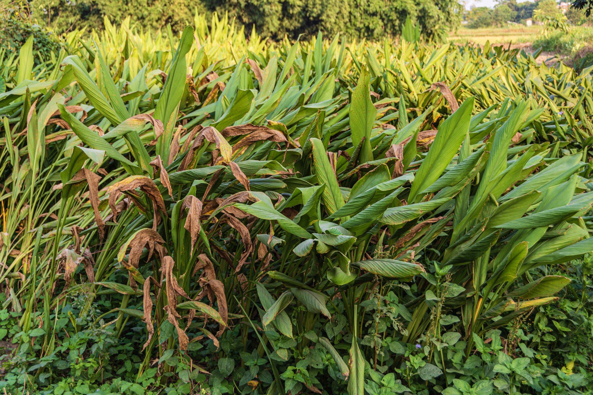 Chitwan Tharu Village Tour